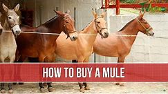 How to Buy a Mule - TvAgro by Juan Gonzalo Angel