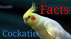 12 Quick facts of Cockatiels | Cockatiel Facts