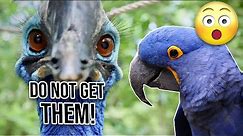 20 Reasons why you should not buy Hyacinth Macaw