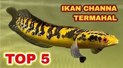 Top 5 Jenis Ikan Channa Termahal