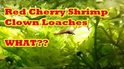 Cherry Shrimp, Clown Loaches - LOOK WHAT HAPPENED