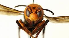 Invasion! Asian giant hornets have arrived