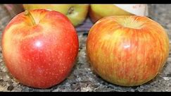 Honeycrisp Apples vs Gala Apples Review