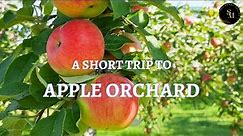 Let's Go To An Apple Orchard | Apple Picking | Apple varieties 🍎🍏