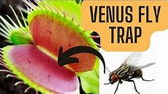 Venus Fly Trap EATS Fly