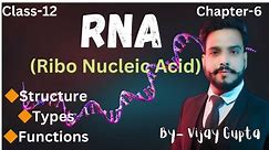 RNA structure,functions and types/nucleic acid#rna #biologyclass12