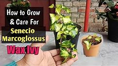 Senecio Wax Ivy Plants: Learn About Variegated Wax Ivy | How to Grow Wax Ivy From Cuttings