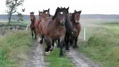 konie zimnokrwiste i belgijskie