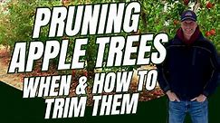 Pruning Apple Trees - When & How To Trim Your Apple Trees