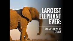 Largest elephant ever: how large is that?