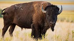 Discover the Largest Bison Herd in America - It's in Yellowstone National Park!