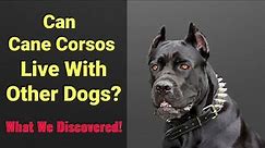 Can Cane Corsos Live With Other Dogs? — What We Discovered!