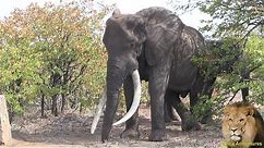 MASTHULELE. The Largest Elephant Tusker Alive! Amazing Footage.