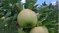 How can I identify the apples in my backyard? | UMN Extension