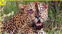 25 Bad Moments Leopards Get Injured While Picking The Wrong Prey, What Happens Next? | Animal Fight