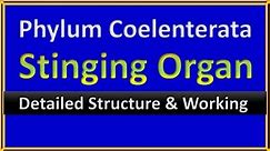 Phylum Coelenterata (Cnidaria) | Nematocyst Structure & Function