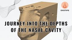 Journey Into The Depths Of The Nasal Cavity
