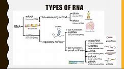 Structure, Function and Types of RNA (mRNA, tRNA, rRNA,lncRNA, miRNA, siRNA, snoRNA, snRNA, piRNA)