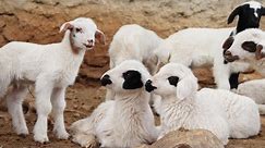 Küçük Koyunlar , Koyun Kuzu Buluşması , Koyun Sesi , Kuzu Sesi