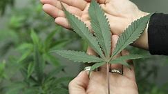 Big Pot: The Commercial Takeover