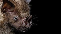 El murciélago (Artibeus jamaicensis​) sobrevivió a los estragos del huracán Iota en Providencia.