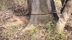 Tree Sawed Down After Dog Gets Stuck Inside