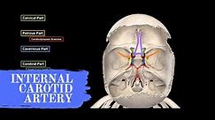 Internal Carotid Artery - Anatomy (Circle of Willis)