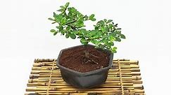 Bonsai Planta Cotoneaster Dammeri 8 Años Maceta Esmaltada N2 - $ 21.500