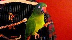 Blue crowned conure - tricks and talking
