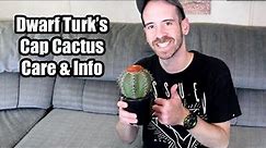 Dwarf Turk's Cap Cactus Care & Info (Melocactus matanzanus)