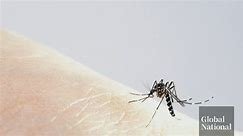 'Life-threatening disease': Locally transmitted malaria cases reported in U.S.