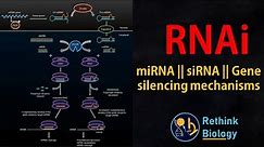 RNA interference (RNAi) Animation || miRNA || siRNA || mRNA regulation