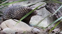 Our Animals: Echidna - ABC Education