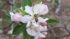 Apple Pollination