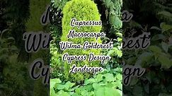 Cupressus Macrocarpa ‘Wilma Goldcrest’ Cypress Design Landscape