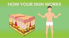How Your Skin Works | How does the skin work| Human skin Structure and Function