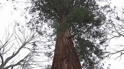 Giant sequoias thriving in UK, rivalling America's