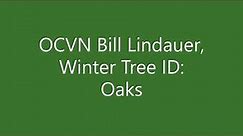Winter Tree ID Part 2 - oaks