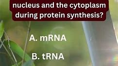 Which molecule acts as a messenger between the nucleus and the cytoplasm during protein synthesis?