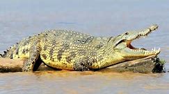 Nile Crocodiles in Lake Chamo, the largest freshwater predators in Africa.