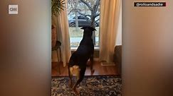 Dog spots friend on video call. His response went viral