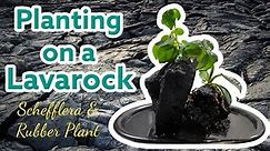 How to plant on a rock (Schefflera and Rubber Plant)