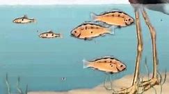Bioaccumulation and Biomagnification Animation 2