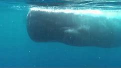 Swimming with Blue Whales and Sperm Whales in Sri Lanka