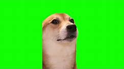 Green Screen Dancing Dog Meme