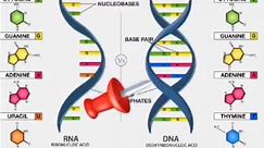Differences between DNA and RNA .
