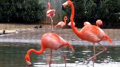 Flamingo bird sound / call / noise | American