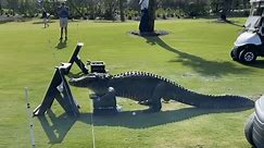 Large Alligator Takes Leisurely Stroll Through Florida Golf Course