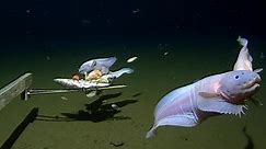 Deep sea creatures and global climate