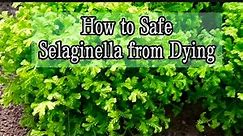 How to Keep My Selaginella Plant Alive & Thriving without Fussy & Worry - Part 1